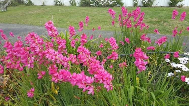 24 Salem Place Torbay_19