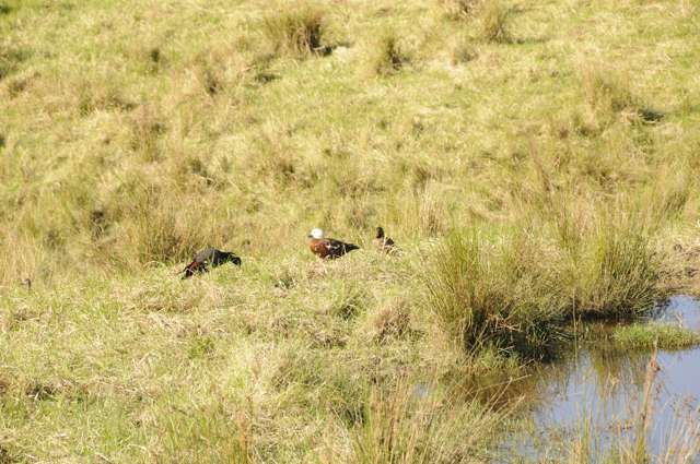 28 Pa Hill Lane Mangawhai_4