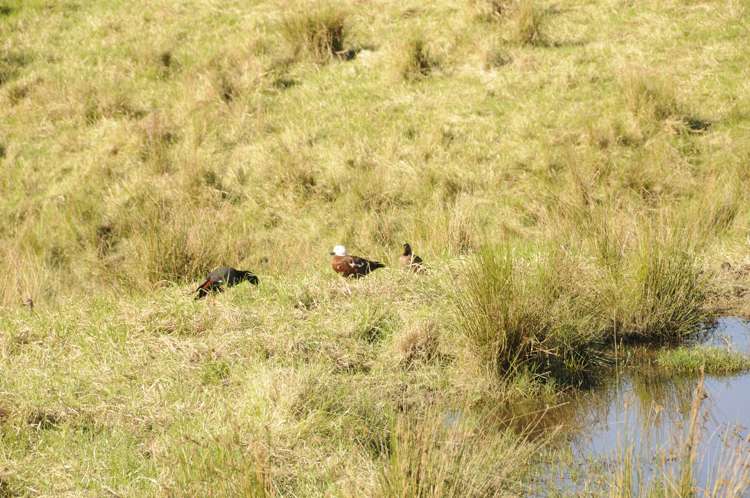 28 Pa Hill Lane Mangawhai_4