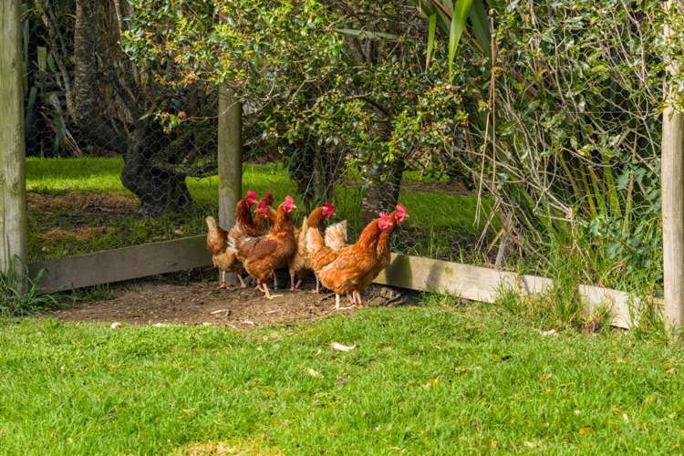 73 Ranganui Road Kaiwaka_50