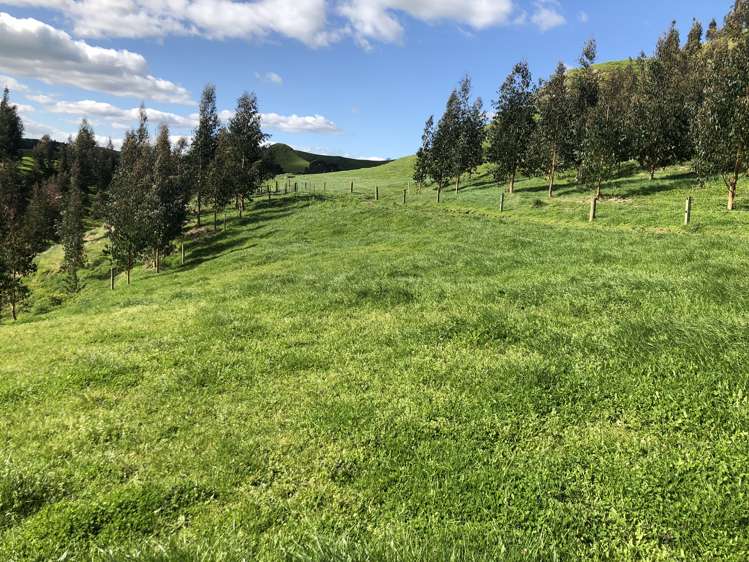 428 Whatauri Road Wharepapa South_11