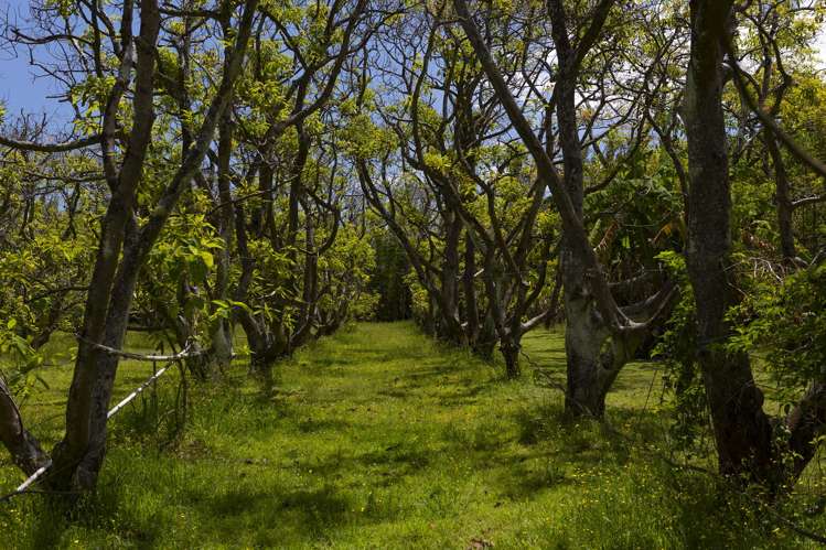 142 Takahe Road/ 2 Kaka St Ahipara_30