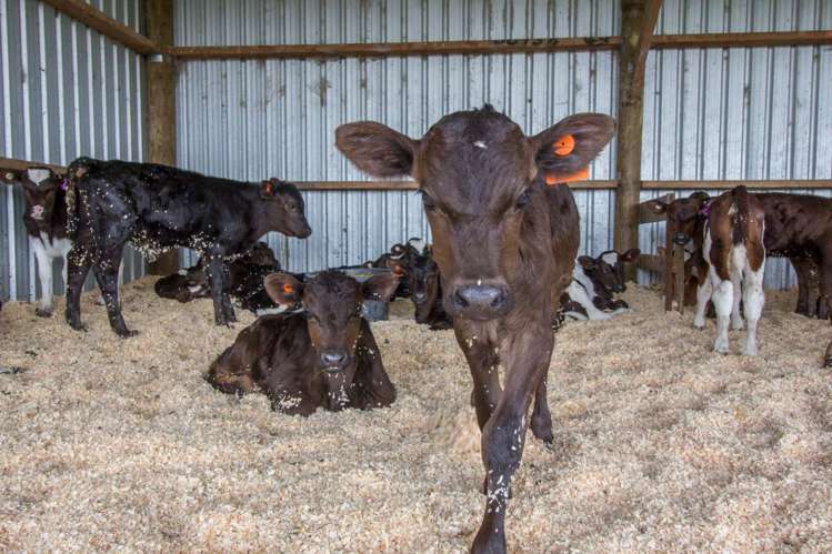 218 Waller Road Arapohue_9