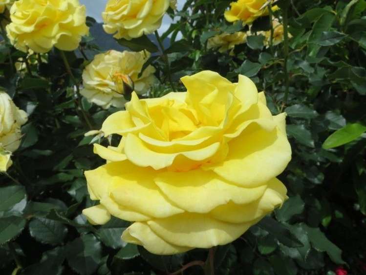 14 Aroha View Avenue Te Aroha_30