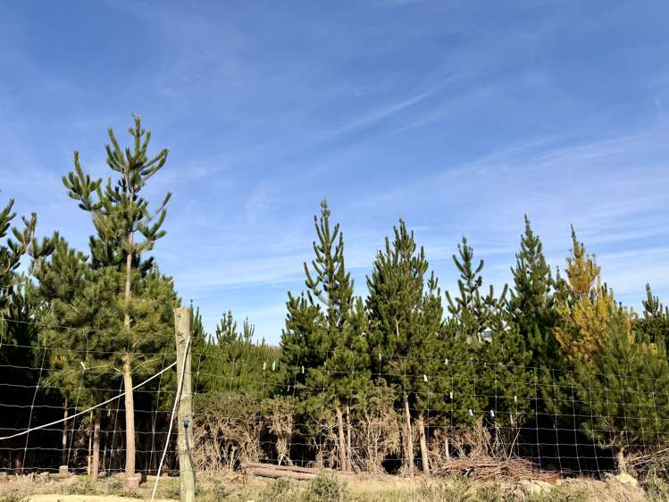 Shag Point Road Palmerston_16