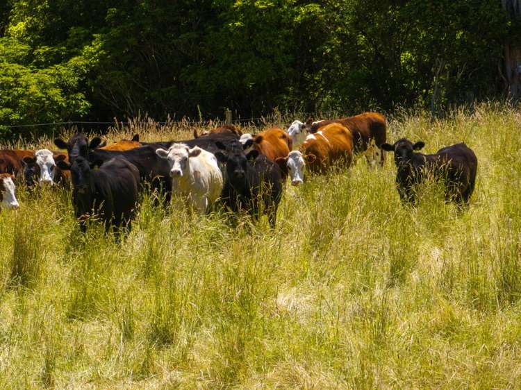 240 Teapot Valley Road Brightwater_24