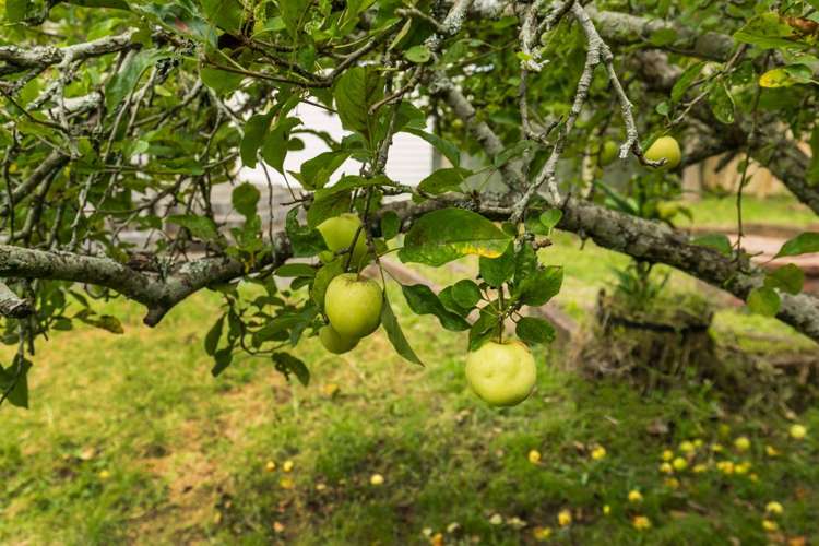 7 Ellesmere Crescent Pakuranga Heights_19