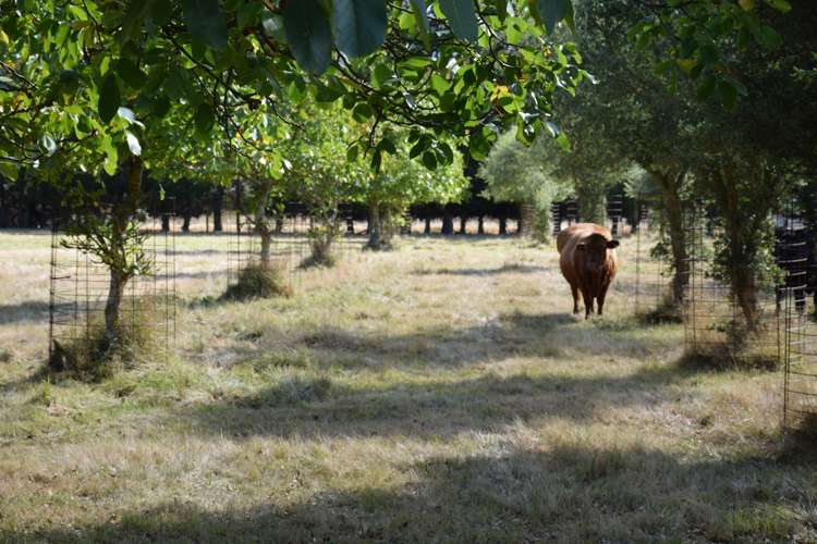 6 Old West Coast Road Yaldhurst_17