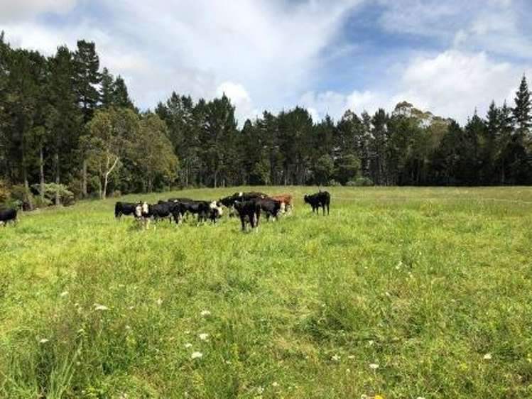 88 Kirikiri Lane Kerikeri Surrounds_2