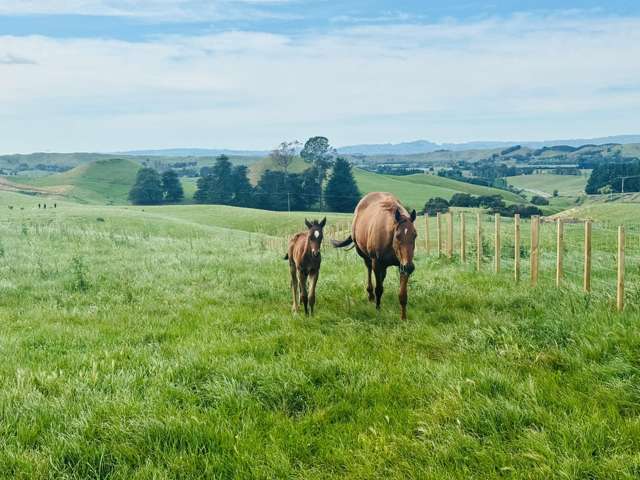 Lot Lots 1&2 Taihape Road Sherenden_1