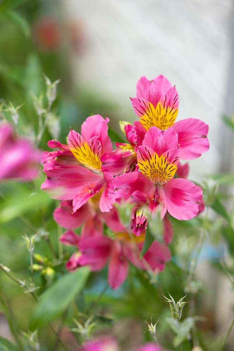 9B Edinburgh Street Pukekohe_17