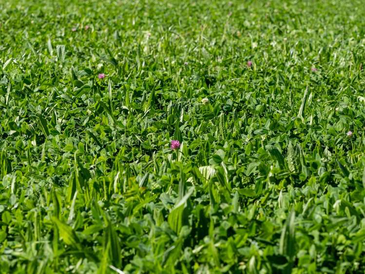 270 and 280 Tinwald Westerfield Mayfield Road Tinwald_5