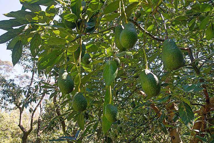 142 Takahe Road Titirangi_12