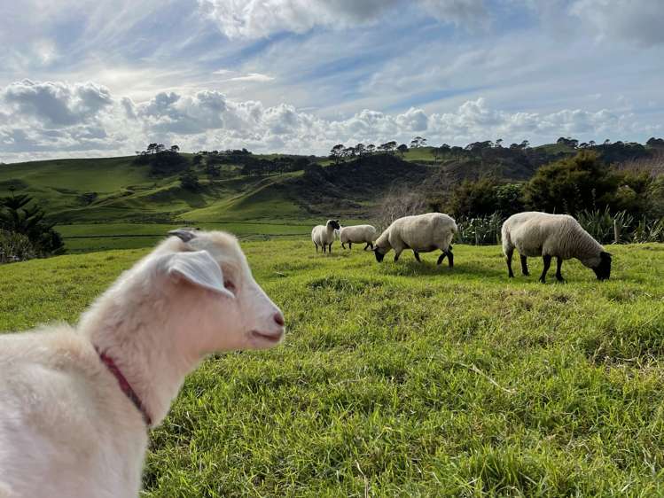 443 Lees Gully Road Pollok_37