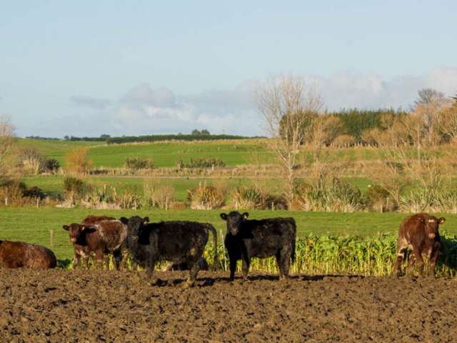 542 Flora East Makarewa_2