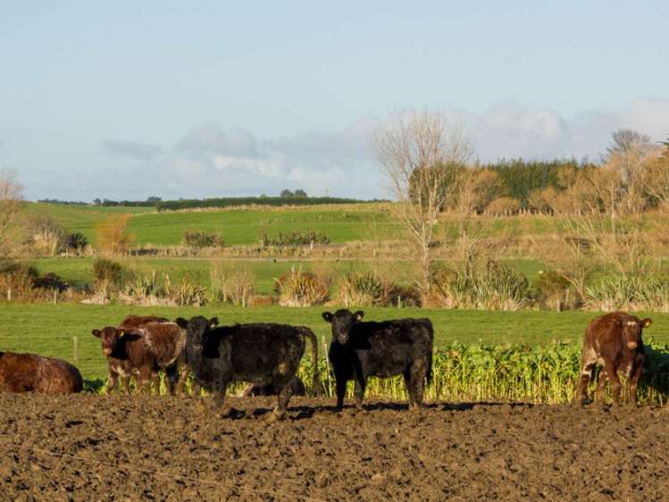 542 Flora East Makarewa_2