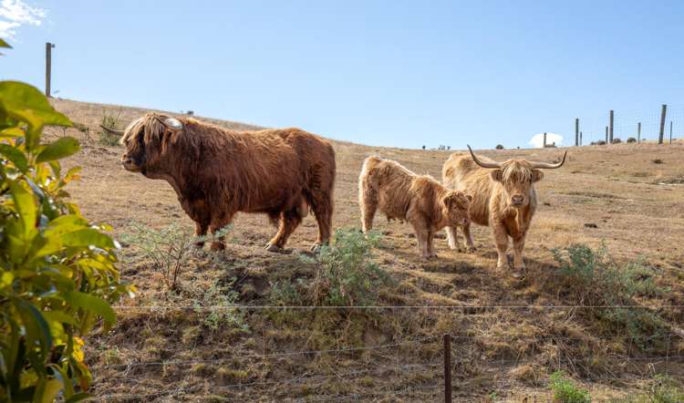 267 Springvale Road Alexandra_7