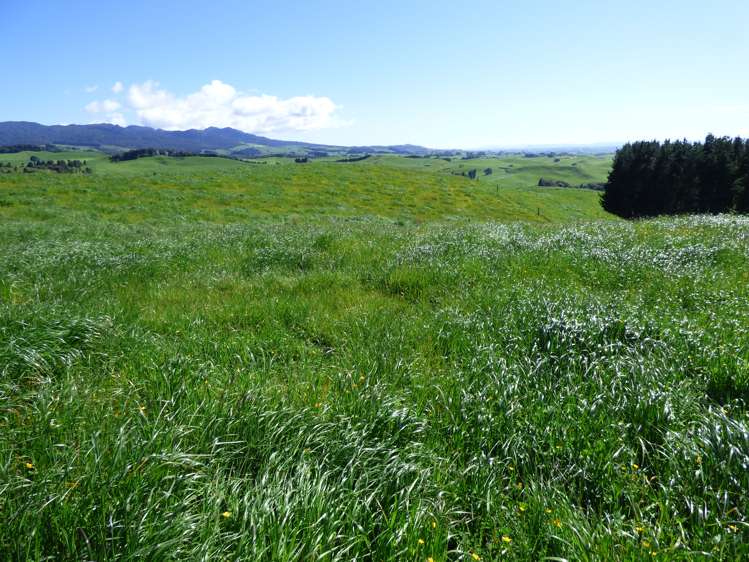 2229 State Highway 31, Kawhia Road Otorohanga_23