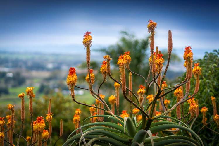 175 Macwhinney Drive Drury_49