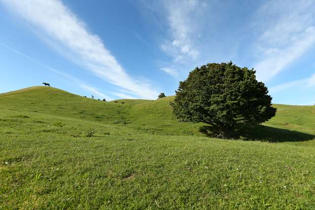 Lot 1 1461 Poihipi Road Oruanui_1