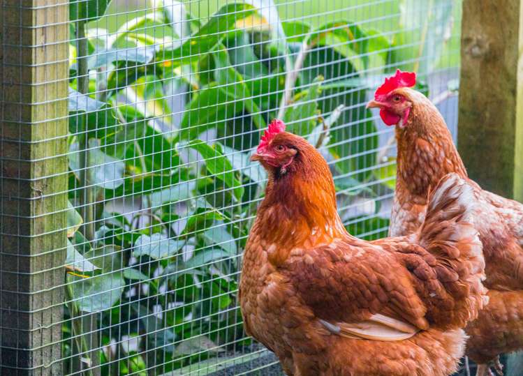 371 Huia Road Titirangi_18