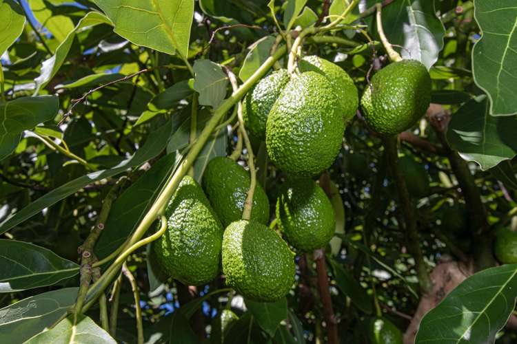 88 Stone Wall Rse Maungatapere_6