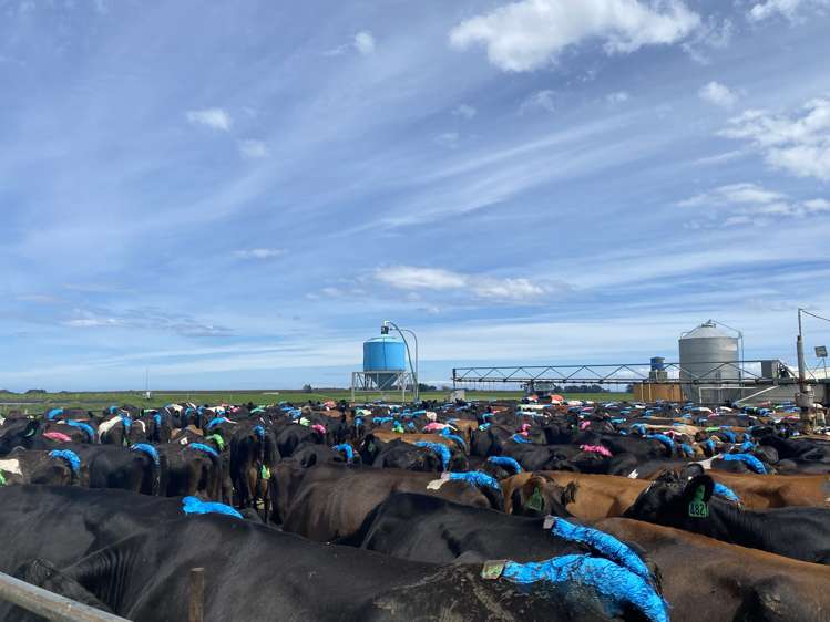 491 Waituna Gorge Road Wyndham Surrounds_5