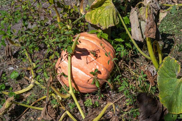 33 Rainbow Drive Atawhai_21