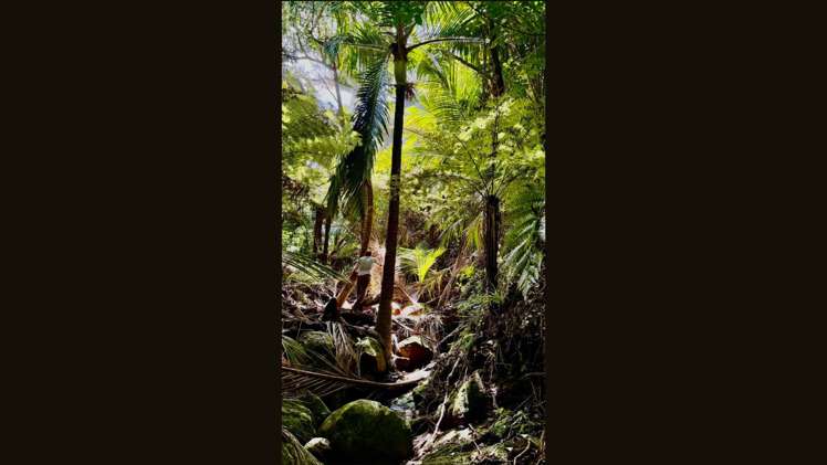 62 Kaitoke Lane Great Barrier Island_7