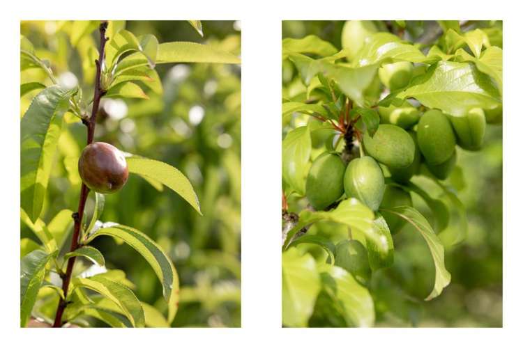 70 Phillips Drive Oropi_30