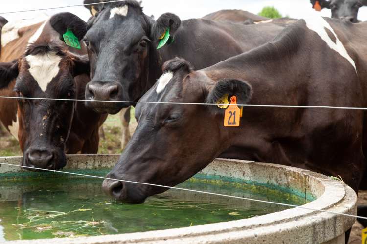 148 Troughton Road Matamata_13