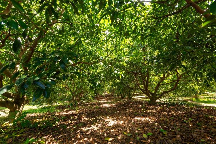 63 Ongare Point Road Katikati_33