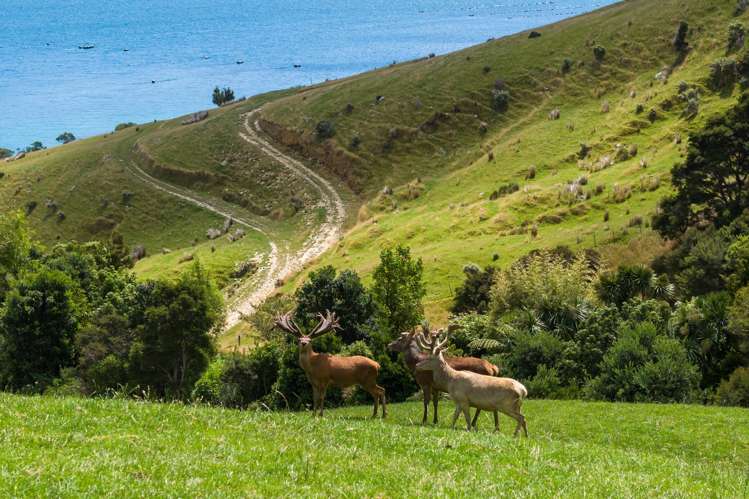 Lot 1 Anakoha Bay Marlborough Sounds_55
