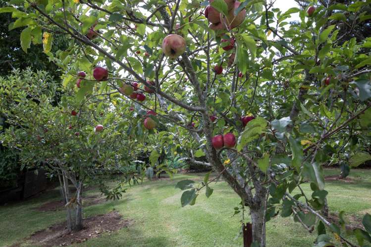 264 Okokako Road Kerikeri_20