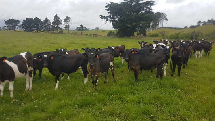 531 Ngariki Road Rahotu_17