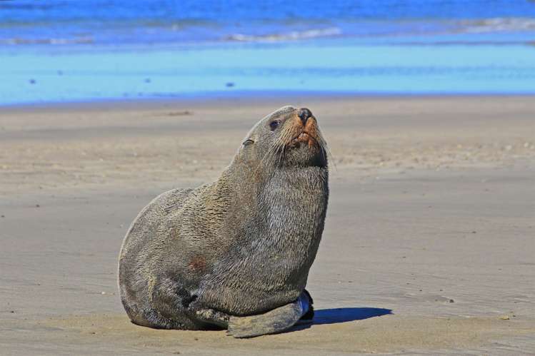 6 John Ross Place Central Hawkes Bay Coastal_18