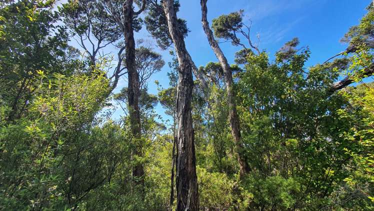 Lot 2/DP78717 North Cove Kawau Island_10