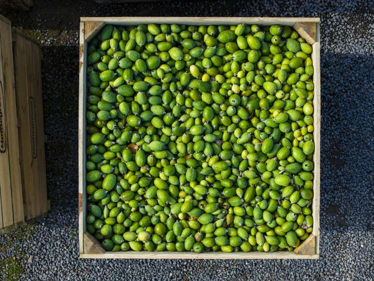 590 Matawai Road Waerengaahika_10