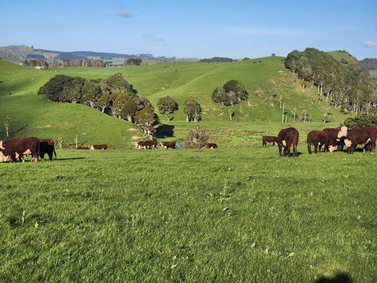 899 Te Akau Road Te Akau_2