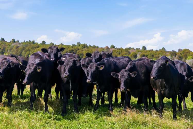 550 Puketapu Road Marotiri_14