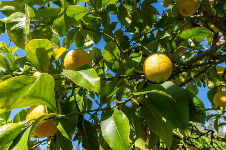 12 Lionel Place Mapua_26