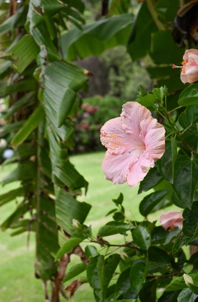 14 Tupelo Place Ohauiti_29