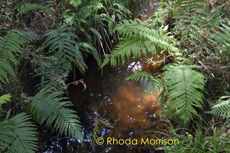 280 Central Road Mareretu_50