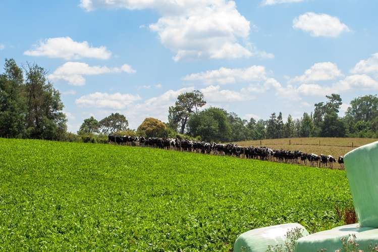 609 Okoroire-Te Poi Road Hauraki Surrounds_8