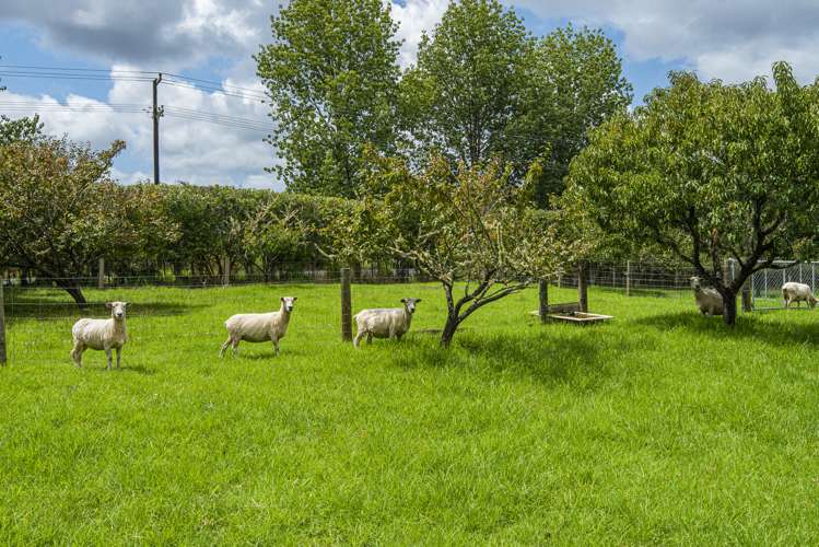 66 Saleyards Road Kauri_5