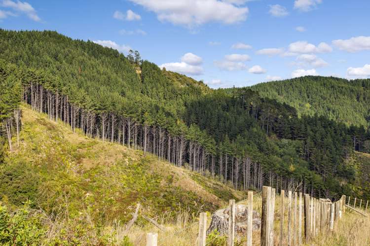 65 Moumoukai Hill Road Ness Valley_5