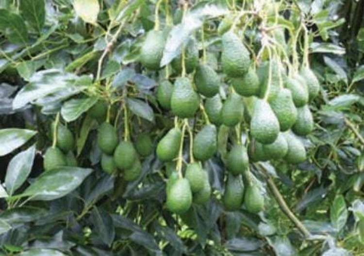 268 Ruahihi Road Omanawa_4