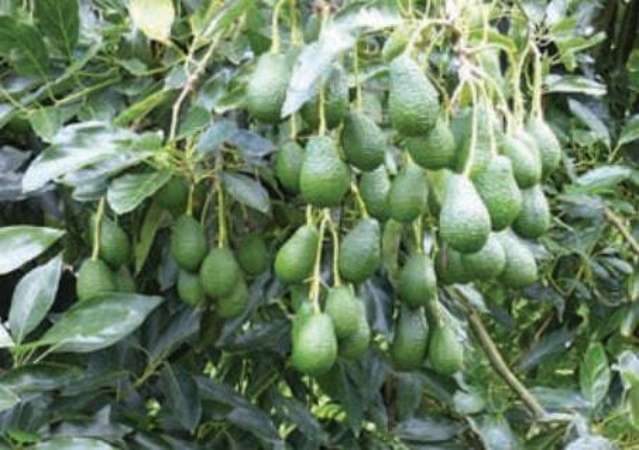 268 Ruahihi Road Omanawa_4