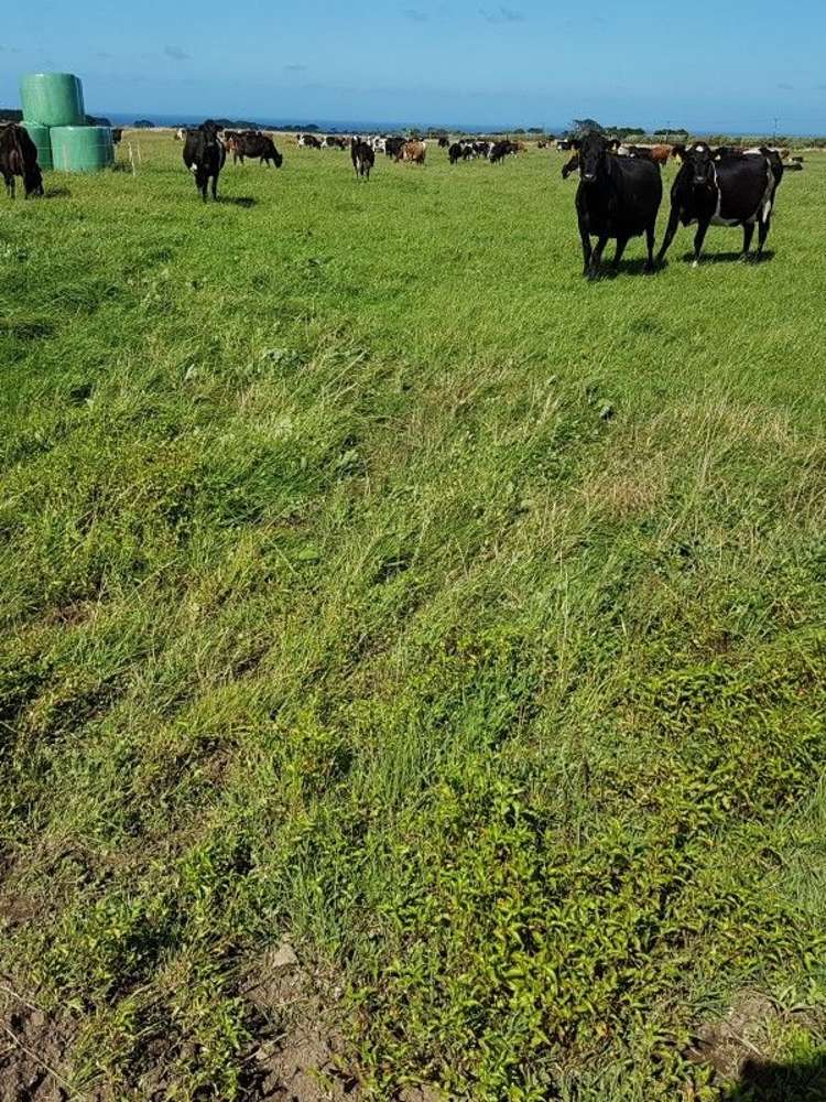 349 Ihaia Road Opunake_28