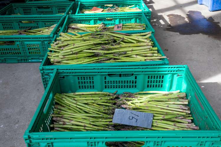 1905 Christchurch Akaroa Road Motukarara_18